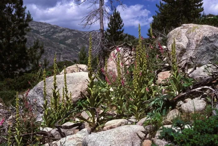 Framed Print : Foxglove - and other mountain plants Framed Print : Foxglove - and other mountain plants