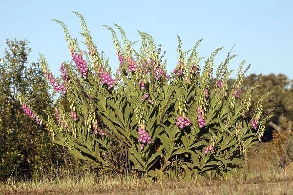 Foxglove - plant flowering in Holm Oak scrub, Alentejo region, Portugal