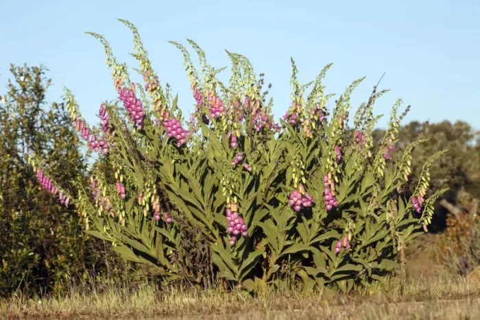 Framed Print : Foxglove - plant flowering in Holm Oak scrub, Alentejo region, Portugal Framed Print : Foxglove - plant flowering in Holm Oak scrub, Alentejo region, Portugal