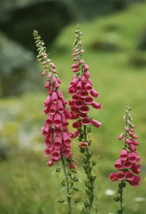 Framed Print : Foxgloves FG 3116 Digitalis purpurea © Francois Gohier / ARDEA LONDON Framed Print : Foxgloves FG 3116 Digitalis purpurea © Francois Gohier / ARDEA LONDON