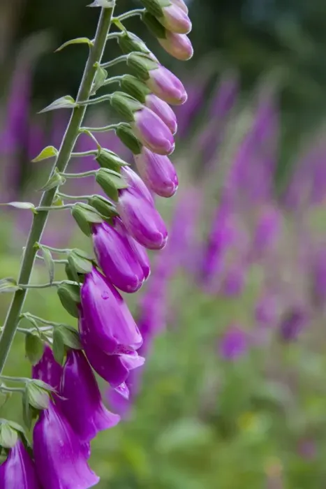 Framed Print : Foxgloves - in flower - Cornwall - UK Framed Print : Foxgloves - in flower - Cornwall - UK
