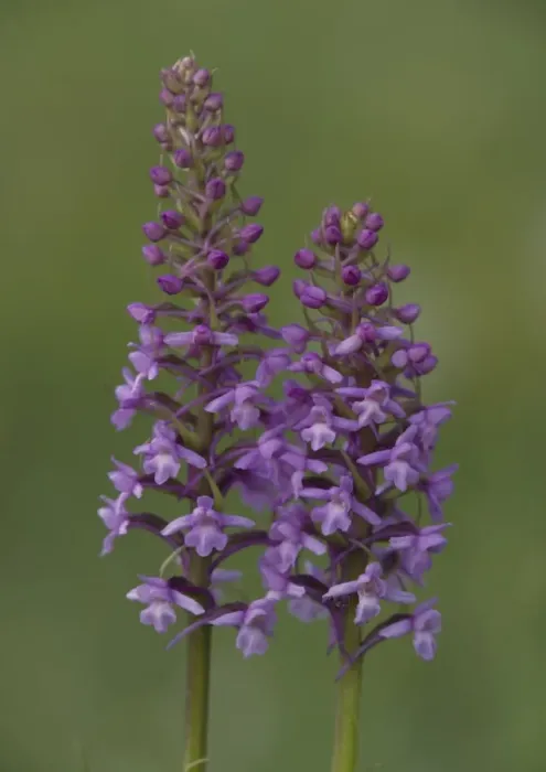 Framed Print : Fragrant orchid, early morning Framed Print : Fragrant orchid, early morning