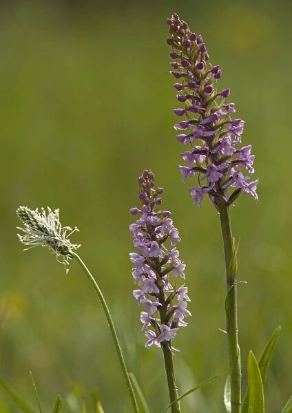 Fragrant orchid, early morning, with hoary plantain