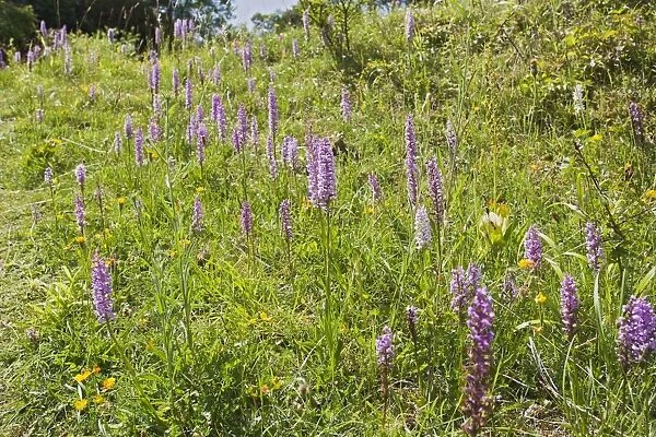 Fragrant Orchid - mass of blooms in meadow - Buckinghamshire UK 12143