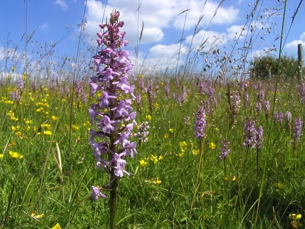 Fragrant Orchid - Walbury Hill - North Wessex Downs - Berkshire - England