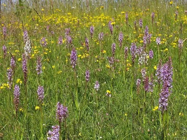 Fragrant Orchid - Walbury Hill - North Wessex Downs - Berkshire - England