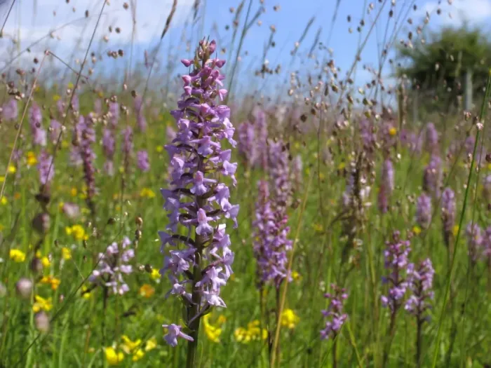 Framed Print : Fragrant Orchid - Walbury Hill - North Wessex Downs - Berkshire - England Framed Print : Fragrant Orchid - Walbury Hill - North Wessex Downs - Berkshire - England