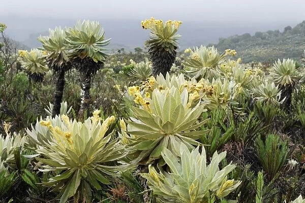 Frailejon  /  Espletia plant - Purace Nationalpark - DepartAmentO Cauca - Colombia