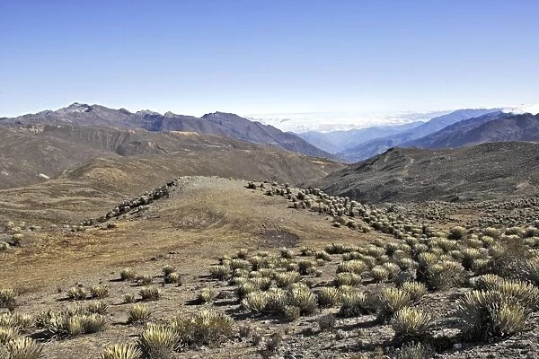 Frailejone. Pico de Aguila (Eagle's Peak). Sierra de La Culata National Park - Andes - Venezuela. 4300 m altitude
