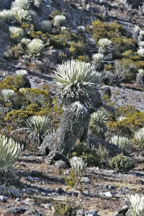 Framed Print : Frailejone. Pico de Aguila - National Park Sierra de la Culata - Andes - Venezuela Framed Print : Frailejone. Pico de Aguila - National Park Sierra de la Culata - Andes - Venezuela