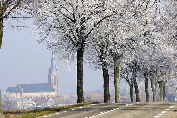 France - frosted trees along road in Niedernai - Alsace