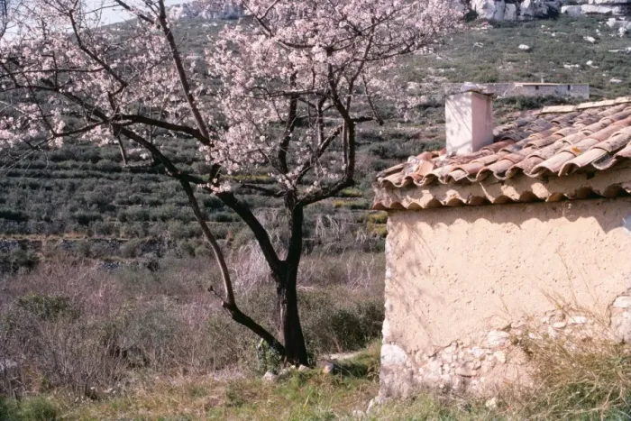 Framed Print : France, Provance FRR 321 Tree with blossom by rustic building © Frederic Rolland ARDEA LONDON