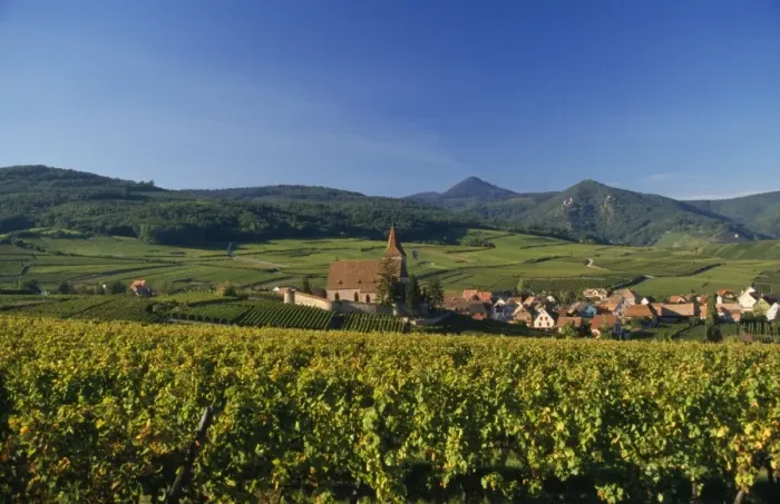Framed Print : France - Vineyard Alsace 68 Framed Print : France - Vineyard Alsace 68