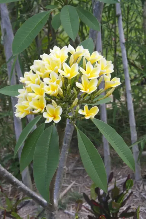 Framed Print : Frangipani - Flower Framed Print : Frangipani - Flower