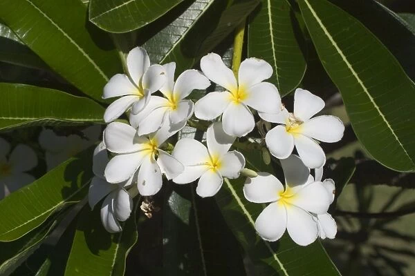 Frangipani - Native to tropical Central America but widely cultivated in temperate and tropical regions including Hawaii where it is used for leis, welcoming flower necklaces. On Cocos (Keeling) Islands, Indian Ocean