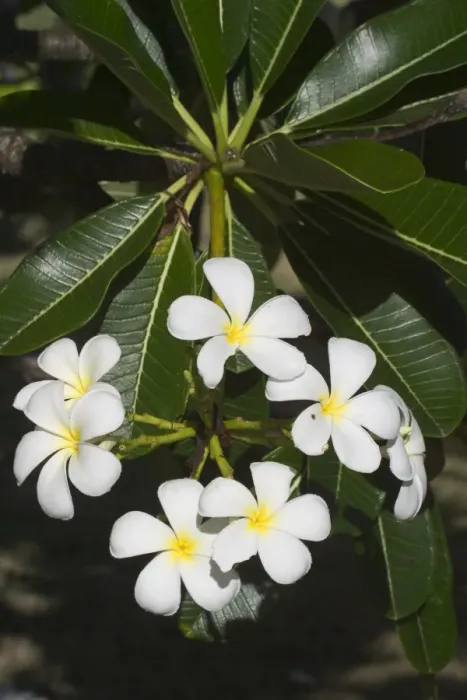 Framed Print : Frangipani - Native to tropical Central America but widely cultivated in temperate and tropical regions including Hawaii where it is used for leis, welcoming flower necklaces. On Cocos (Keeling) Islands, Indian Ocean Framed Print : Frangipani - Native to tropical Central America but widely cultivated in temperate and tropical regions including Hawaii where it is used for leis, welcoming flower necklaces. On Cocos (Keeling) Islands, Indian Ocean