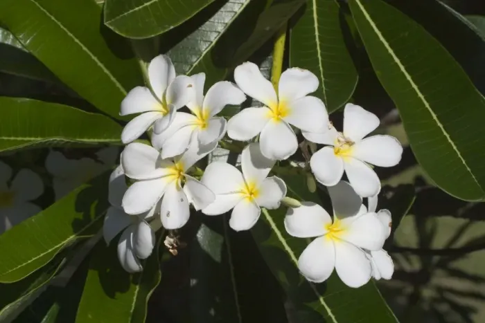 Framed Print : Frangipani - Native to tropical Central America but widely cultivated in temperate and tropical regions including Hawaii where it is used for leis, welcoming flower necklaces. On Cocos (Keeling) Islands, Indian Ocean Framed Print : Frangipani - Native to tropical Central America but widely cultivated in temperate and tropical regions including Hawaii where it is used for leis, welcoming flower necklaces. On Cocos (Keeling) Islands, Indian Ocean
