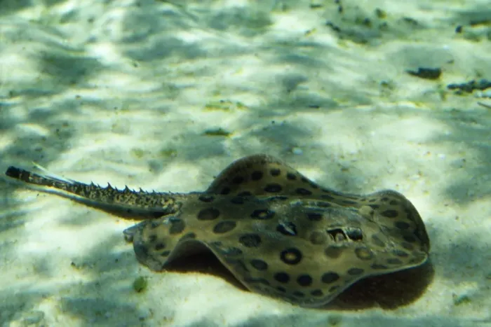 Framed Print : Freashwater Stingray - Amazon Framed Print : Freashwater Stingray - Amazon