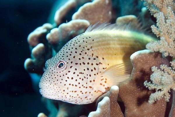 Freckled Hawkfish resting on coral