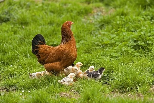 Free Range Chicken - with chicks. France