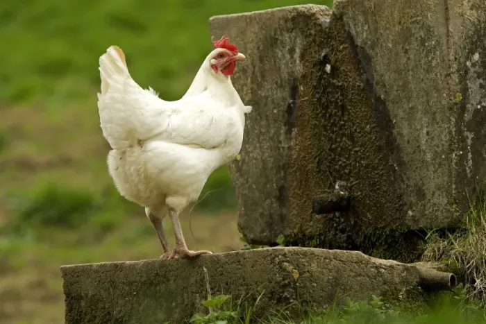 Framed Print : Free Range Chicken. France Framed Print : Free Range Chicken. France