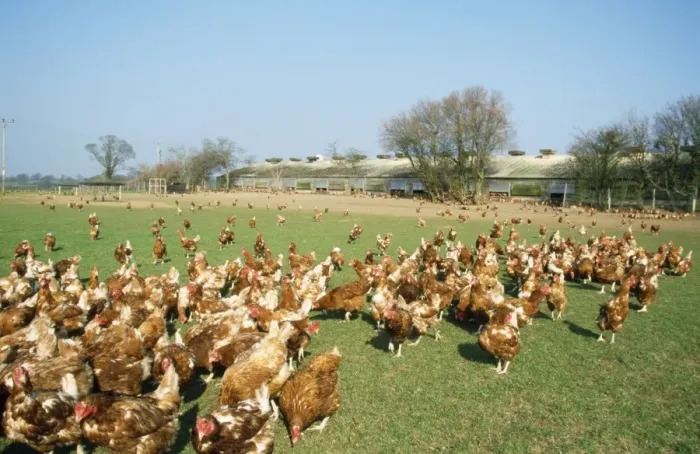 Framed Print : Free Range Chickens Framed Print : Free Range Chickens
