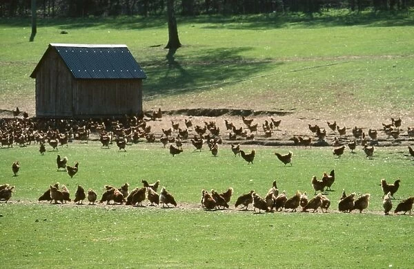 Free-Range Chickens - able to feed outside in the sun. Hampshire, UK