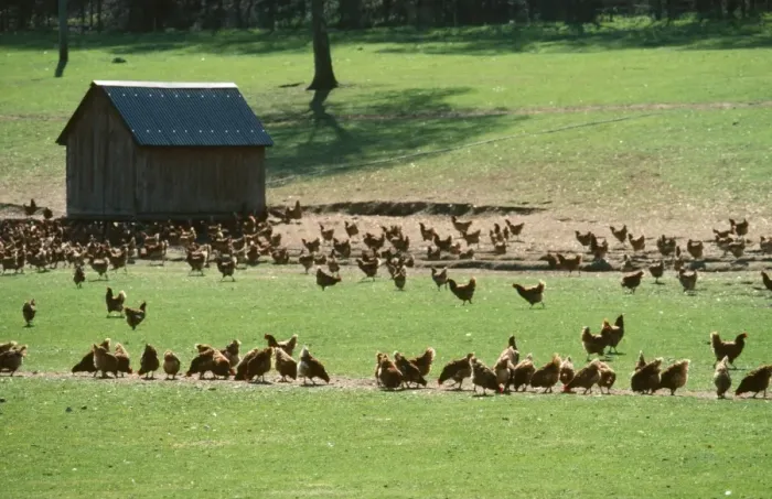 Framed Print : Free-Range Chickens - able to feed outside in the sun. Hampshire, UK Framed Print : Free-Range Chickens - able to feed outside in the sun. Hampshire, UK
