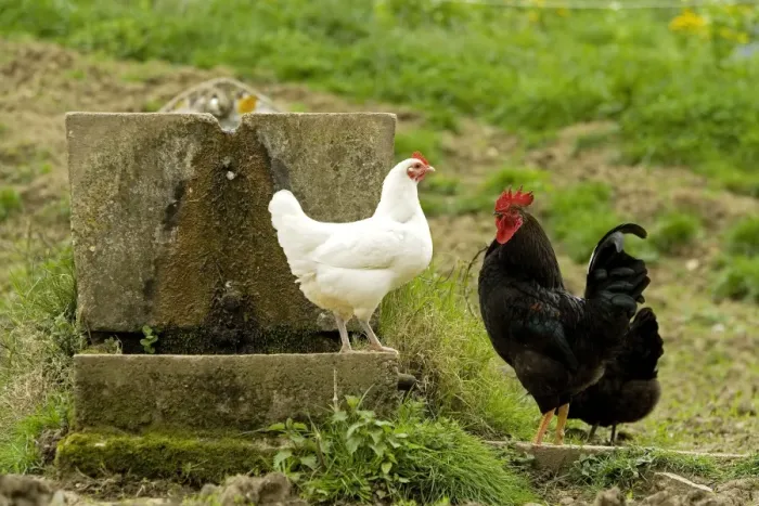 Framed Print : Free Range Chickens. France Framed Print : Free Range Chickens. France