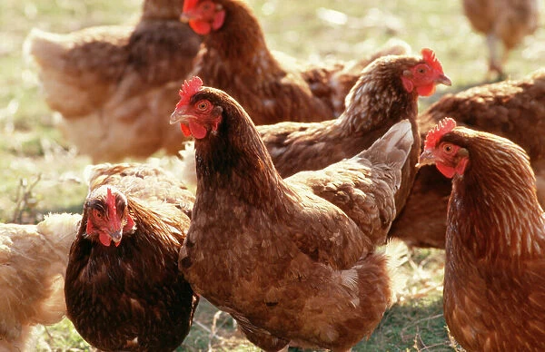 Free Range CHICKENS - group of brown hens