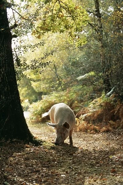 Free Range Pig Foraging in New Forest, UK
