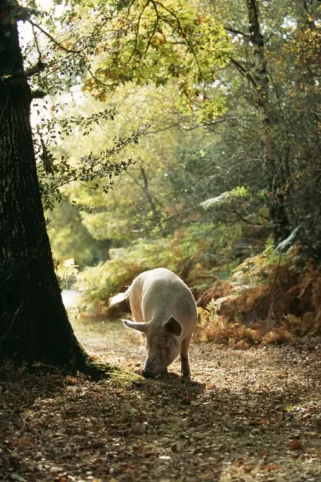 Framed Print : Free Range Pig Foraging in New Forest, UK Framed Print : Free Range Pig Foraging in New Forest, UK