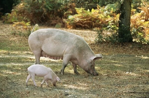 Free Range Pig with piglet foraging in New Forest, UK