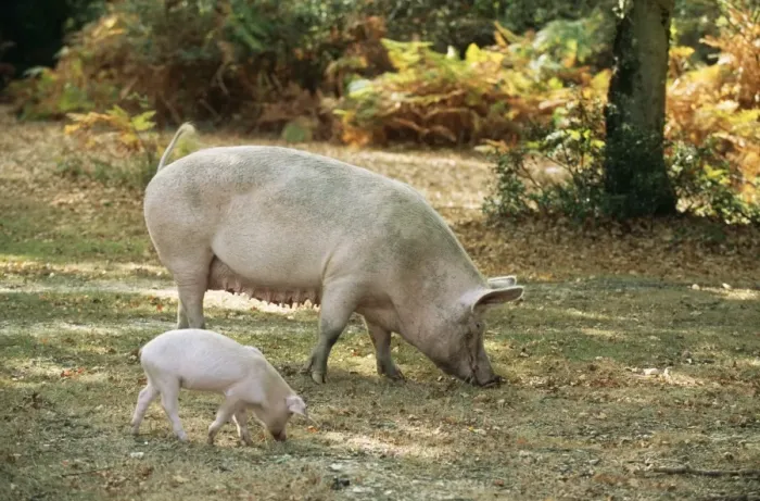 Framed Print : Free Range Pig with piglet foraging in New Forest, UK Framed Print : Free Range Pig with piglet foraging in New Forest, UK