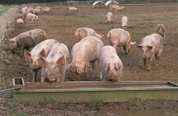 Free range pigs in field Cutsdean Cotswolds UK