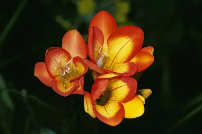 Framed Print : Freesia Hybrida - close up of flower Framed Print : Freesia Hybrida - close up of flower