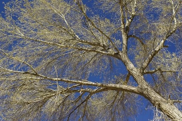 Fremont cottonwood - at the end of March