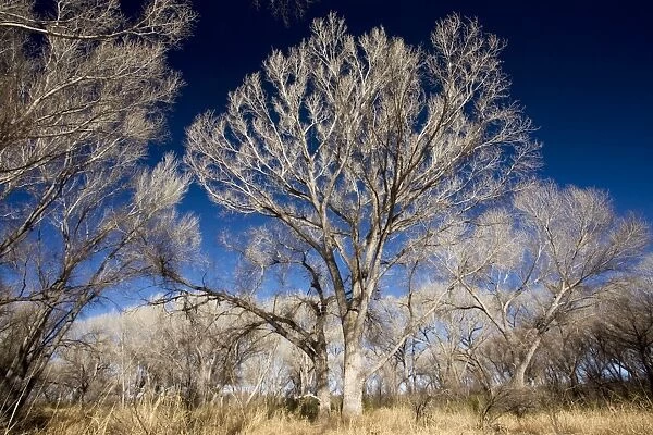 Fremont Cottonwood Populus fremontii woodland in the San Pedro Riparian Nature Conservation Area (NCA) south-east Arizona