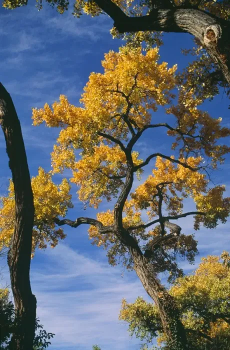 Framed Print : Fremont's Cottonwood Tree - in Autumn colour West USA into Mexico Framed Print : Fremont's Cottonwood Tree - in Autumn colour West USA into Mexico