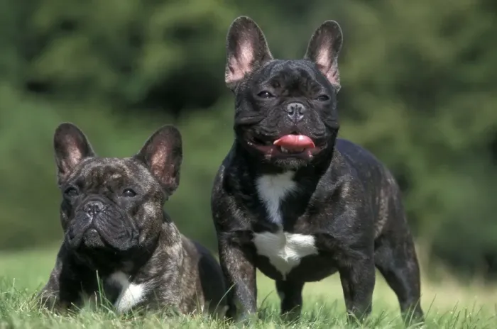 Framed Print : French Bulldog Framed Print : French Bulldog