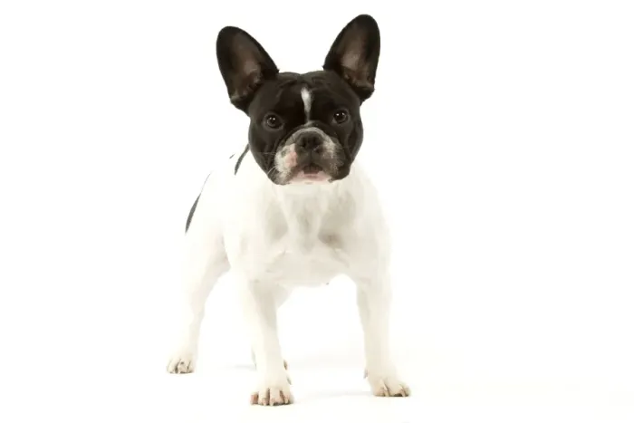 Framed Print : French Bulldog Framed Print : French Bulldog