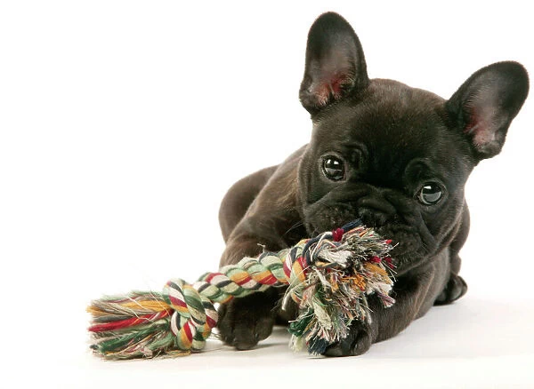 French Bulldog Puppy Chewing toy