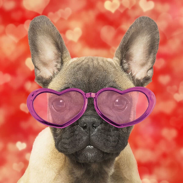 French Bulldog puppy wearing heart glasses (Print