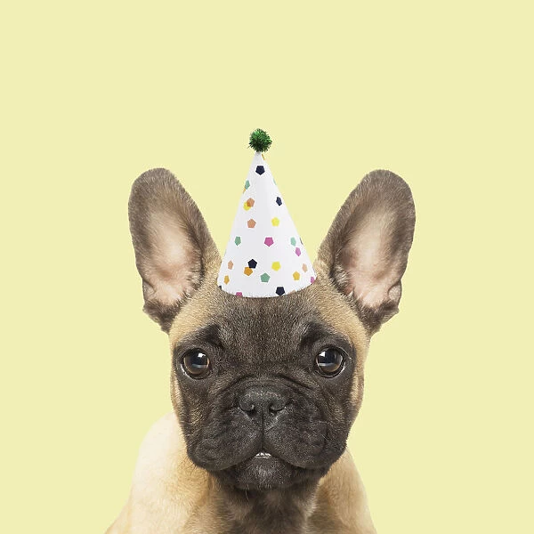 French Bulldog puppy wearing party hat (Print 18912100)