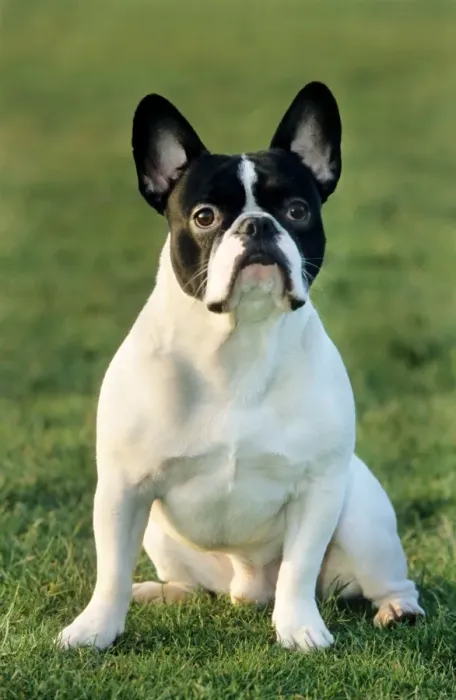 Framed Print : French Bulldog sitting in grass Framed Print : French Bulldog sitting in grass