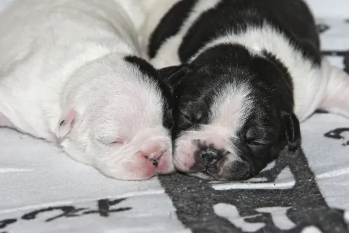 Framed Print : French Bulldog - one week old puppies Framed Print : French Bulldog - one week old puppies