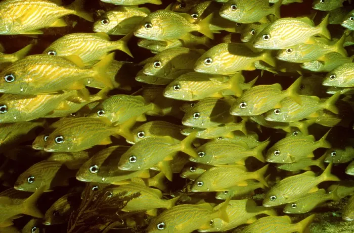 Framed Print : FRENCH GRUNT - SHOAL Framed Print : FRENCH GRUNT - SHOAL