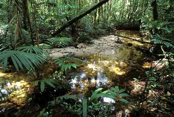 French Guyana - rainforest