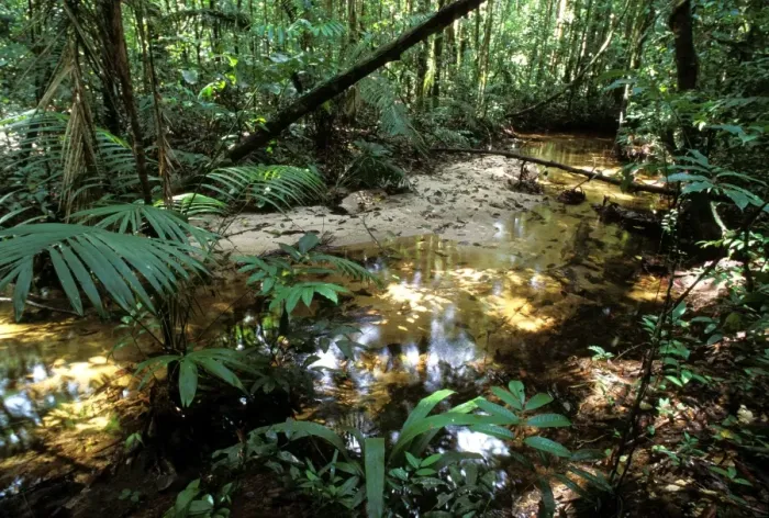 Framed Print : French Guyana - rainforest Framed Print : French Guyana - rainforest