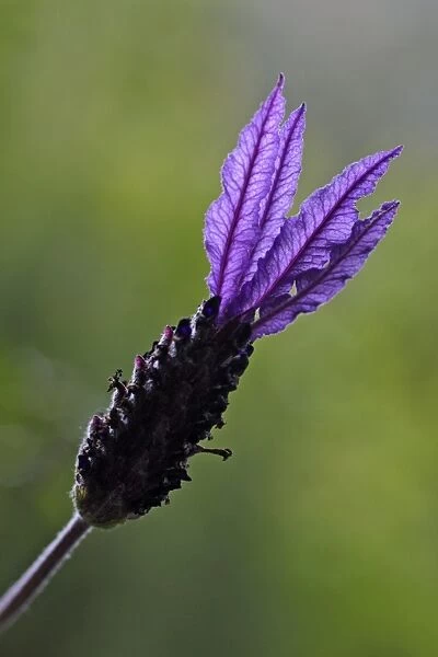 French Lavender - detailed study of blossom Extremadura Spain